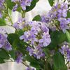 Single Stem Lilac Artificial Silk Flower for For Living Room Home Decor Office Desk TV Stand Floral Arrangement Photography Prop