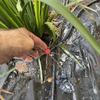 30m DIY Automatic Irrigation Kit for Gardens & Balconies - Drip Emitter System for Watering Flowers