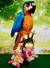 Parrot Frog and Fish 3-in-1 31136 Building Blocks Sets Compatible with Legoed Particles Suitable for Christmas Gifts 253pcs