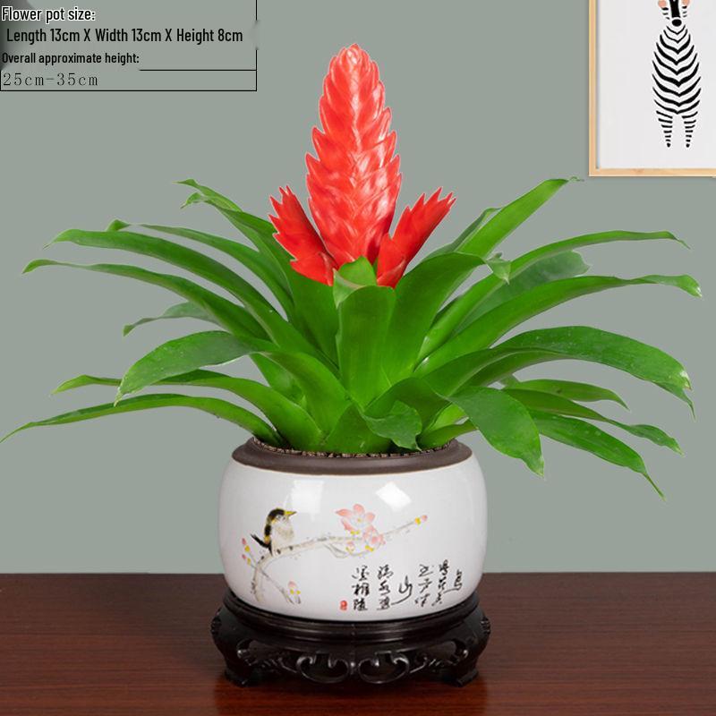 Jade Fan: Indoor Easy-Care Green Plant for Wealth & Blooms