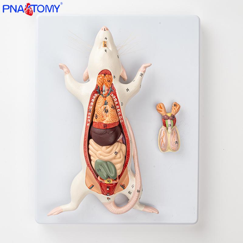 White Rat Anatomy Model for Biological Teaching and Animal Dissection 24x19x9 cm