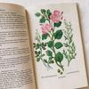 [USED] I'm drawn to the rustic feel of these vintage books on spices and herbs, foreign books, and old botanical books.