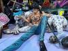 [USED] One Piece Trafalgar Law Garage Kit Figure with White Tiger