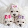 15Pcs Rainbow Ribbon Pet Bow Hair Bows Gradient Tone Gradient Ribbon Bow  Pet Hair Arrangement