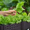 Erhöhtes Kunststoff Hochbeet Pflanzkasten Überirdisch Blumen Gemüse Stehende Kiste mit Ablaufablauf Gartenkiste für Garten