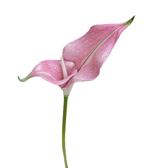 Artificial Calla Lily Flowers Flexible Branches Realistic EVA Faux Flower розы красного