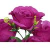 A bouquet of 12 open purple roses