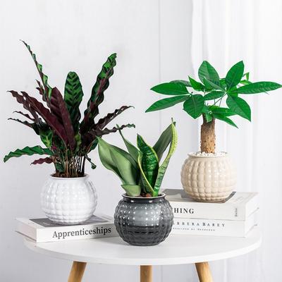 Removable Hydroponic Plants Pot Self Watering Office Bonsai Decor  for Plants and Flowers