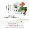 [Amepura] Pet Pot Pet Pot Planter Plant Watering Home Garden (1)