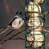 Hanging Wild Bird Feeder Clear Tube Suet Metal Bird Feeders for Outdoor Garden