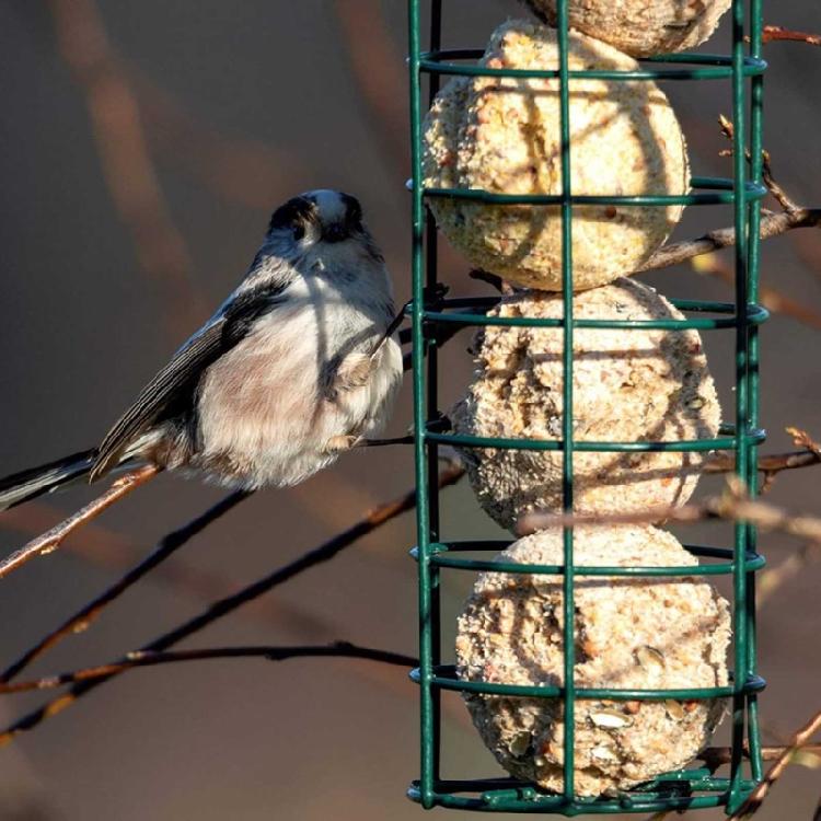 Hanging Wild Bird Feeder Clear Tube Suet Metal Bird Feeders for Outdoor Garden