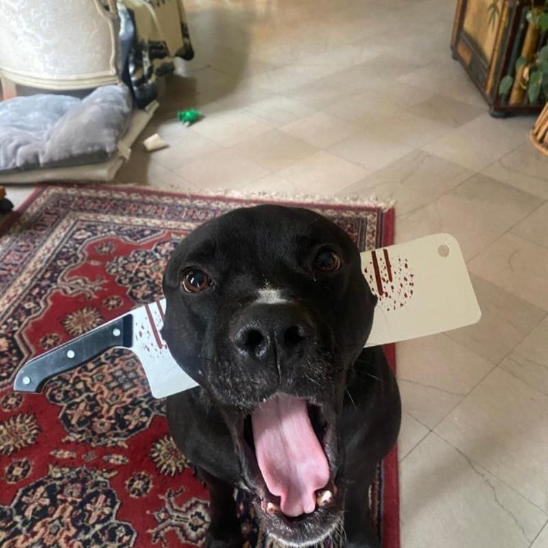 Accesorii Costume Horror Halloween Bentițe Însângerate (Cuțit/Seringă/Foarfece însângerate) Accesorii amuzante pentru cap