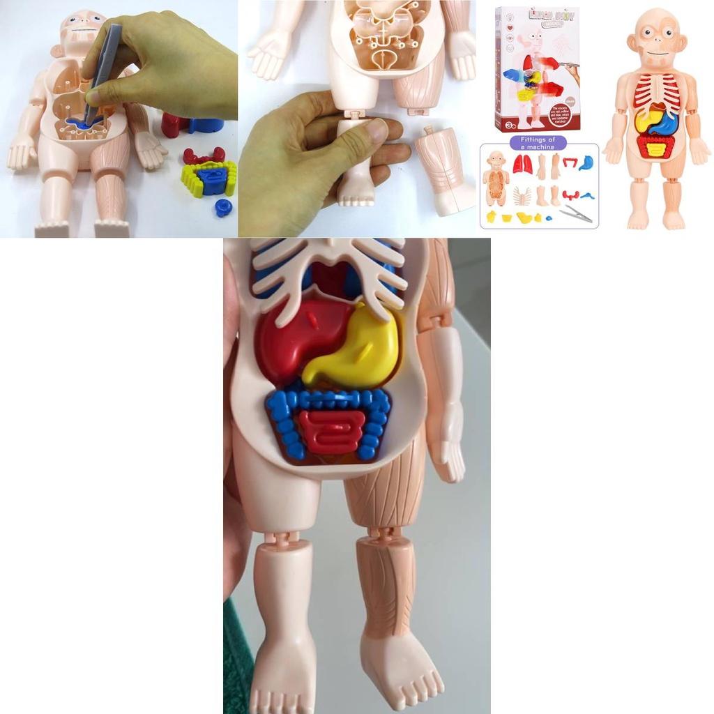 Kreatives Kinder Menschliches Organ Puzzle MINT-Lernset