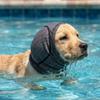 Soft Warm Dog Swimming Earmuffs Adjustable Pet Noise Reduction Earmuffs  Outdoor Travel
