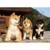BEVERLY 88 Piece Jigsaw Puzzle Veranda Friend Large Piece (18.2x25.7cm)