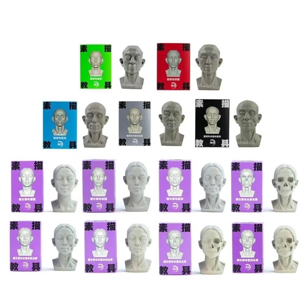 Still Life Ornament Planar Head Model Resin Skecthing Painting Sculpture  for Art Beginner