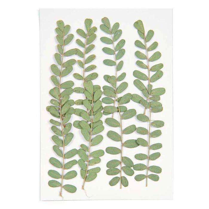 Fleurs pressées - RICO DESIGN - Oeillet - Lot de 6 - 5 à 7,5 cm - Tendance déco