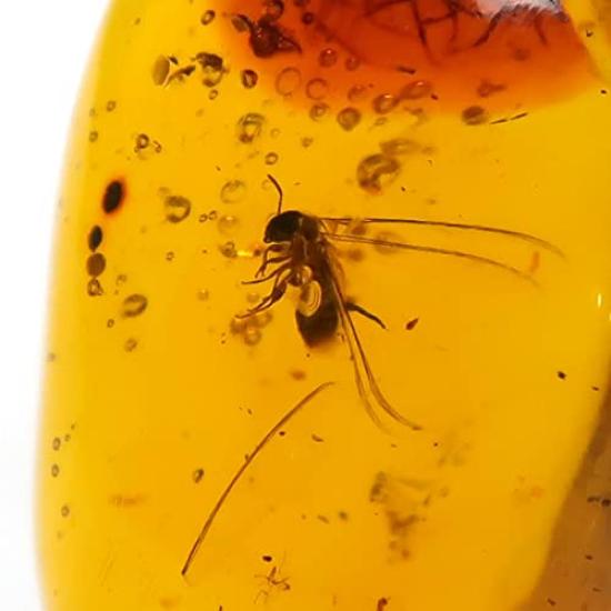 SCIENCE Dominican amber in Dominican Republic Insects in Amber Dominican Republic Original specimen case included Dominican amber with insects