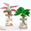 Transparent Hydroponic Flower Pots: Plastic Containers for Office and Desktop Green Plants