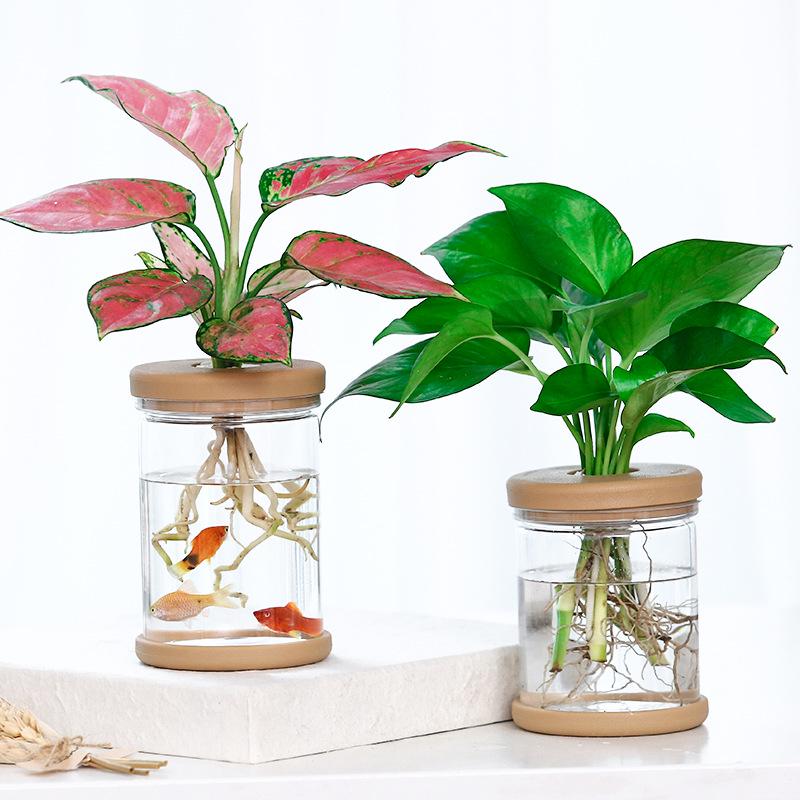 Transparent Hydroponic Flower Pots: Plastic Containers for Office and Desktop Green Plants
