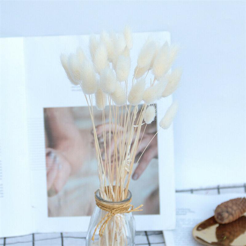 20PC Dried Flower Bunny Tail Grass Bunch Real Bouquet For Photography Props Flores Diy Home Wedding Decor