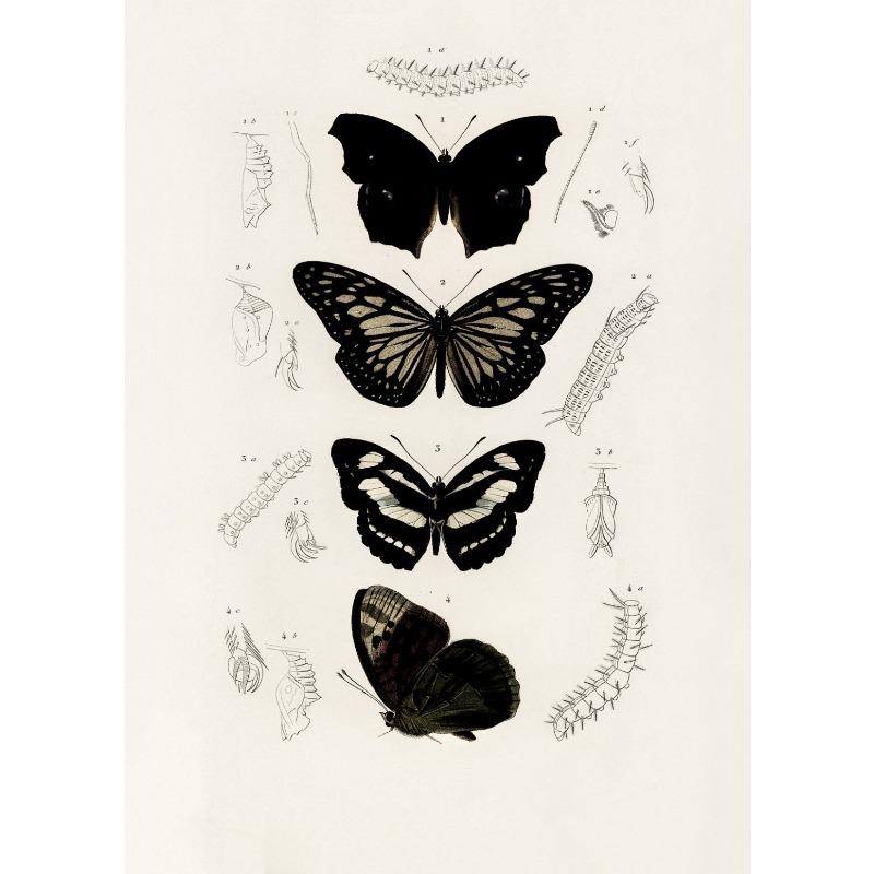 

Vintage Butterfly Drawing Natural History Art Posters and Prints Canvas Printing Wall Picture for Living Room Home Decoration 21cm×30cm NoFrame