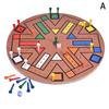 Board Game Classic Wooden Fast Track Desktop Game Flying Chess Painted Educational Toy 4 And 6 Players Family Games