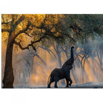 Sergey Gorshkov African Elephant Print