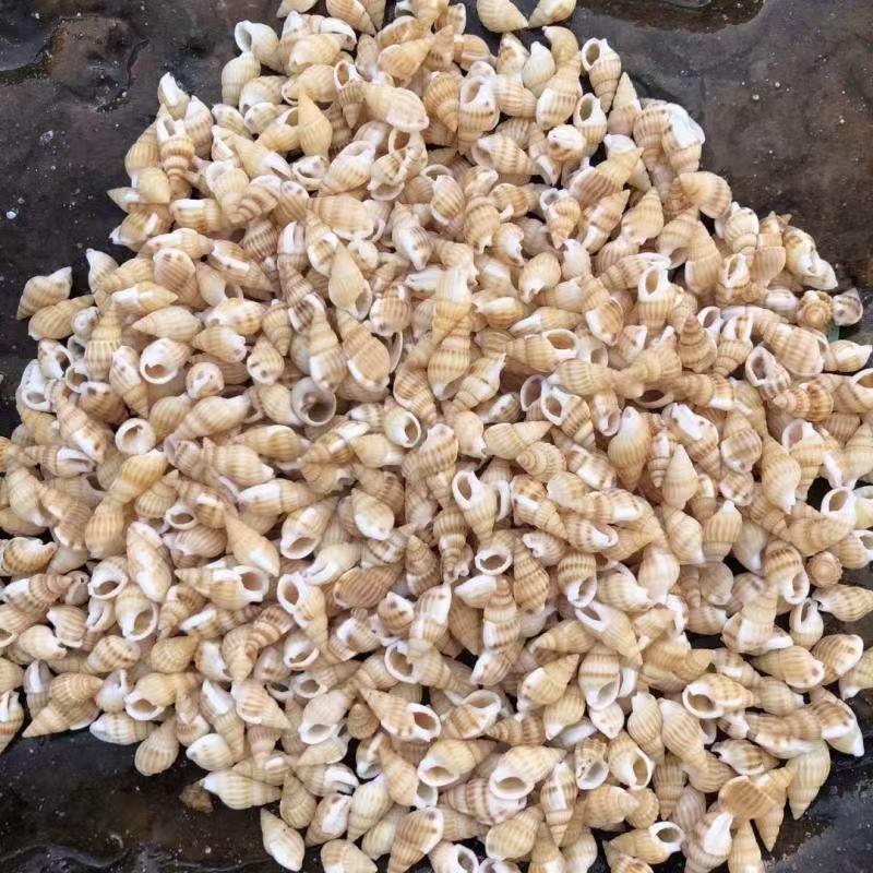 Natural Conch Seashells for Hermit Crabs - Free Shipping, Aquarium Decorations, Water Hardness Regulator