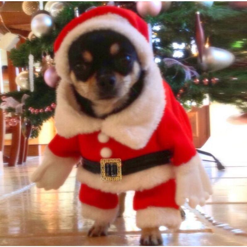 Pet Clothing, Dog Christmas Clothes, Transformation Outfit, Cat French Bulldog Set, Christmas Pet Clothes