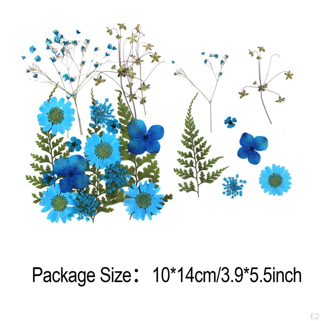 Echte Gedroogde Bloemen Florale Decoratie Blauwe Creatieve Droge Bladeren voor
