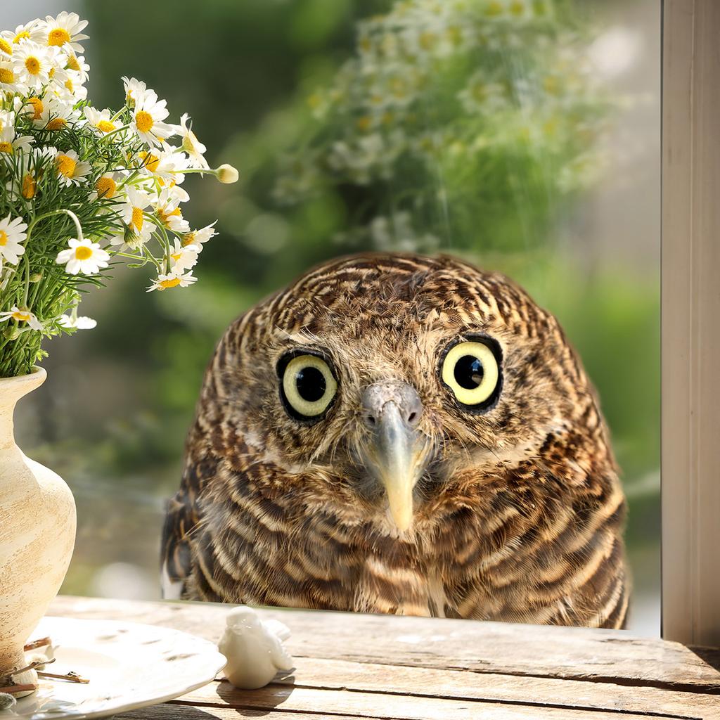 Cartoon Cute Fun Owl Wall Stickers Living Room Glass Window Home Decorration Mural Bedroom Decor Self Adhesive Animal Decals