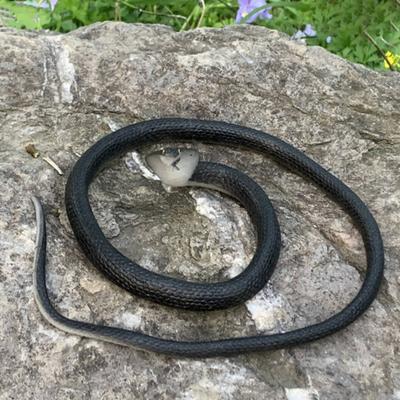 80CM Golf Snake Prank Toy Realistic Rubber Snake Model Simulated Snake Teasing Friends Tricky Props Kids Adults Halloween Party Gag Gift