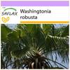 Mexican Cotton Palm - 12 Seeds - Washingtonia Robusta