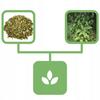 Buffalo Herb 200 G Natural Shop