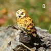 Mini Owl Branch Garden Ornaments Resin Crafts Fairy Garden Dollhouse  Moss Micro Landscape Bonsai Decorative DIY