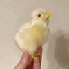 Mini Sne Model Lovely Doll Easter Plush Chick Kids Toy Lifelike Bird Simulation Furry Chicken Home Party Decorations