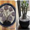 Ceramic Bonsai & Bougainvillea Flower Pots