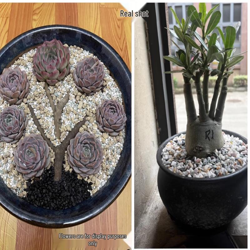 Ceramic Bonsai & Bougainvillea Flower Pots