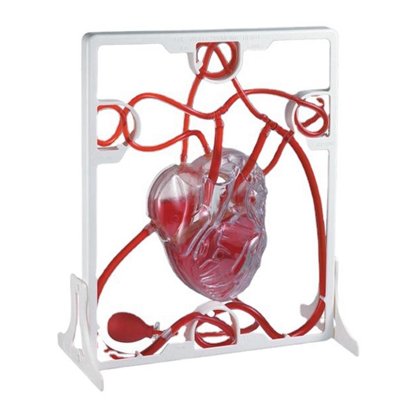 B-Est Heart Circulation Model Simulation Science Education For Students Classroom EDU Science Human Body Anatomy Organ Model NONE белый