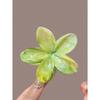 5pcs Women's Ombre Flower Hair Clips 8cm Plastic Hairpins, Elegant Bun Ponytail Accessories for Daily Party Vacation, Cute Hair Clamps