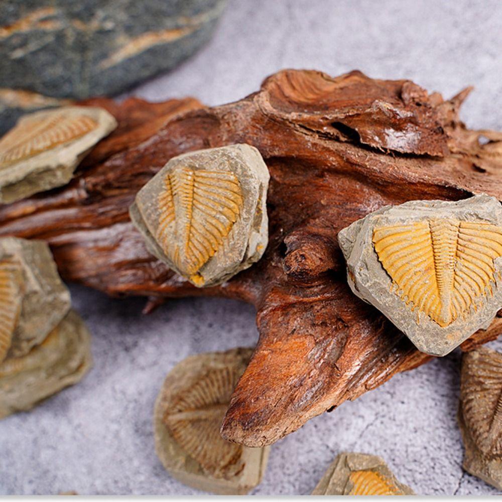 DIY Original Stone Marine Life Teaching Specimen Creative Natural Trilobite Tail Raw Specimen