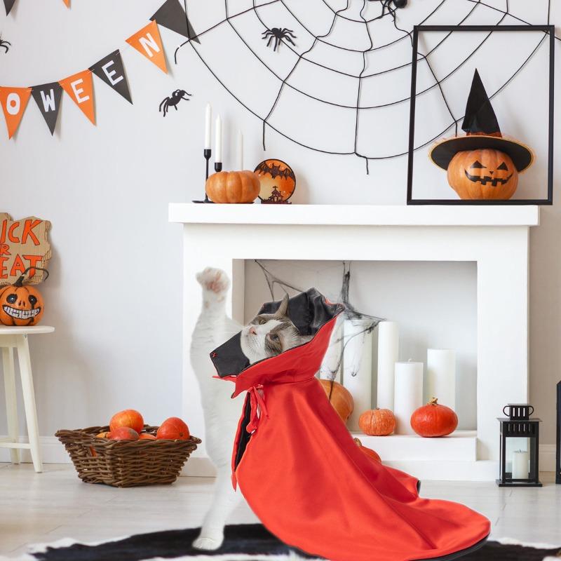Pet Cats, Halloween Costumes, Dogs, Cats, Capes, Magic Cloaks, Cosplay, and Funny Costumes