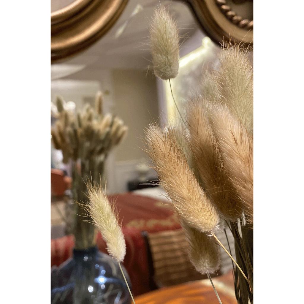 Naturfarbenes getrocknetes Wollgras, Hasenschwanz-Brautstrauß-Arrangement, Blumen-Lagurus, 30 Zweige
