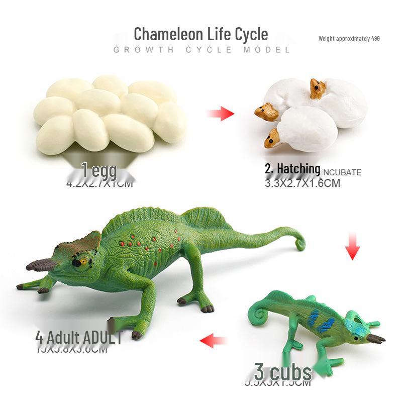 Animal Growth Cycle Models: Chicken, Duck, Goose, Butterfly, Turtle, Frog Montessori Teaching Figurines