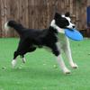 PH Pet Dog Toy Flying Disc 9011