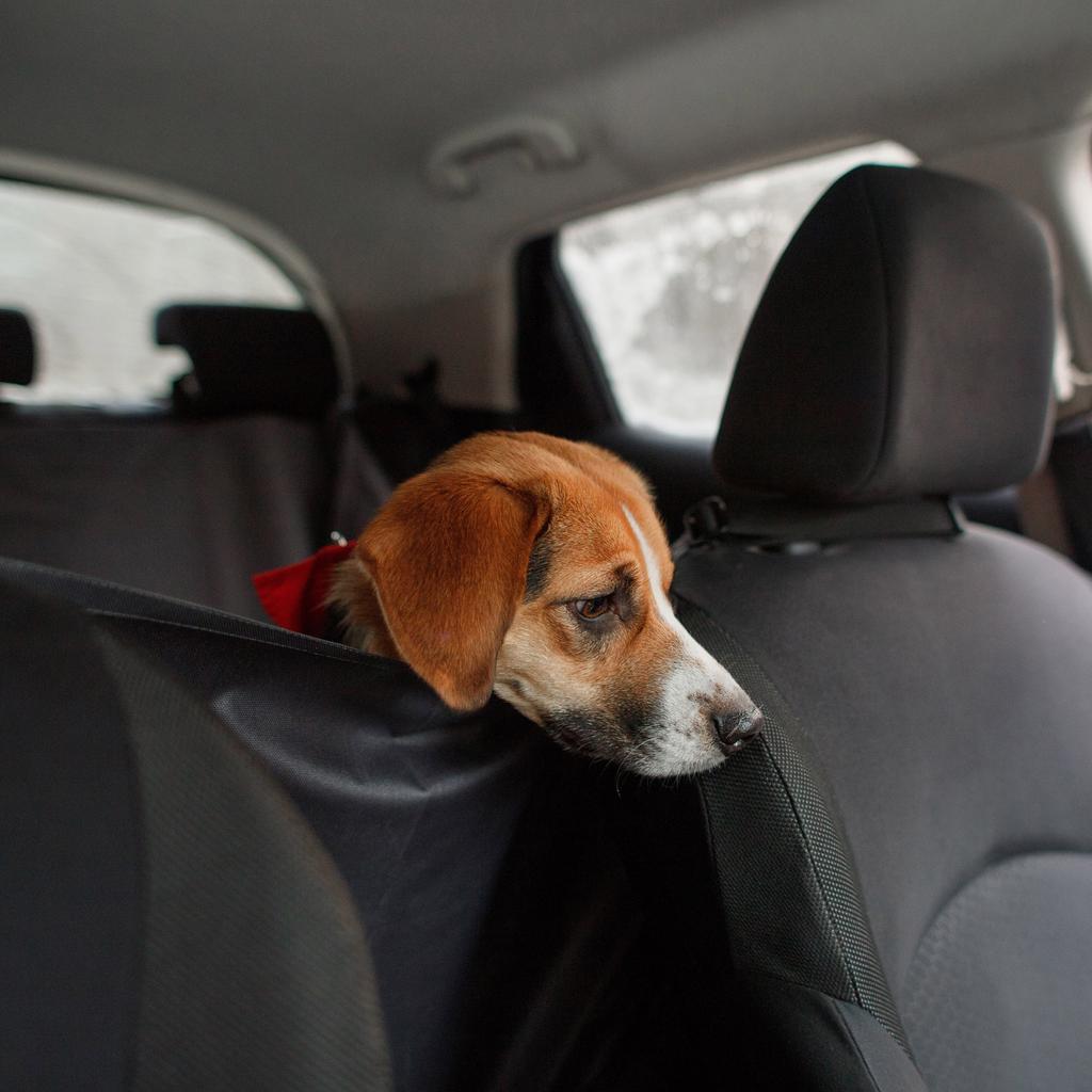 Schutzmatte für Hund im Auto 150x160 cm