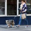 Portable Reflective Retractable Dog Leash Dual Handles Nylon Pet Lead Walking