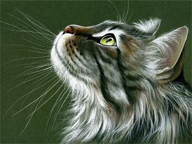 

5d алмазная живопись новые поступления милый кот ручная алмазная вышивка мозаика с животными полный круглый/квадратный подарок домашний декор Full Square 40X50CM оранжевый