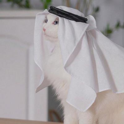 Kedi – Kediler için giyim
